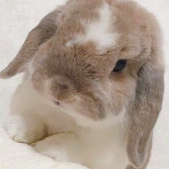 Meet your Posher, Coco - Picture 1 of 1